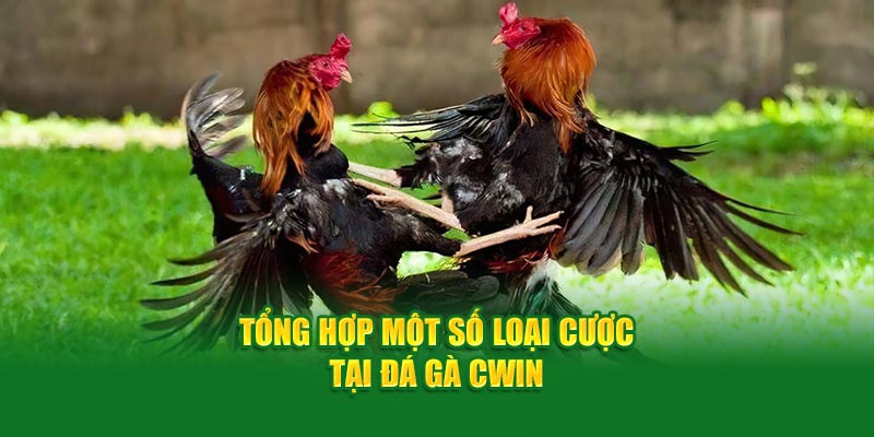 Tổng hợp một số loại cược tại đá gà Cwin